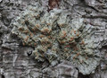 Degelia plumba&hellip;