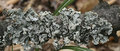 Hypogymnia phy&hellip;