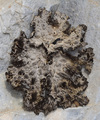 Lasallia pustu&hellip;