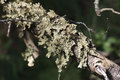 Lobaria pulmon&hellip;