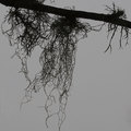 Ramalina menzi&hellip;