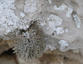 Roccella phyco&hellip;