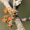 Teloschistes c&hellip;