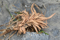 Thamnolia verm&hellip;