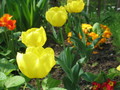 tulipani i pro&hellip;