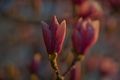 Vrijeme magnol&hellip;