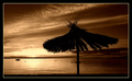 I dok palme nj&hellip;