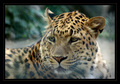 Leopardov pogl&hellip;