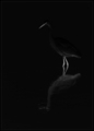 Dark wader.....