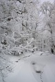 tragovi