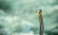 Alien Heron