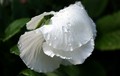  shell flower / poslije kiše